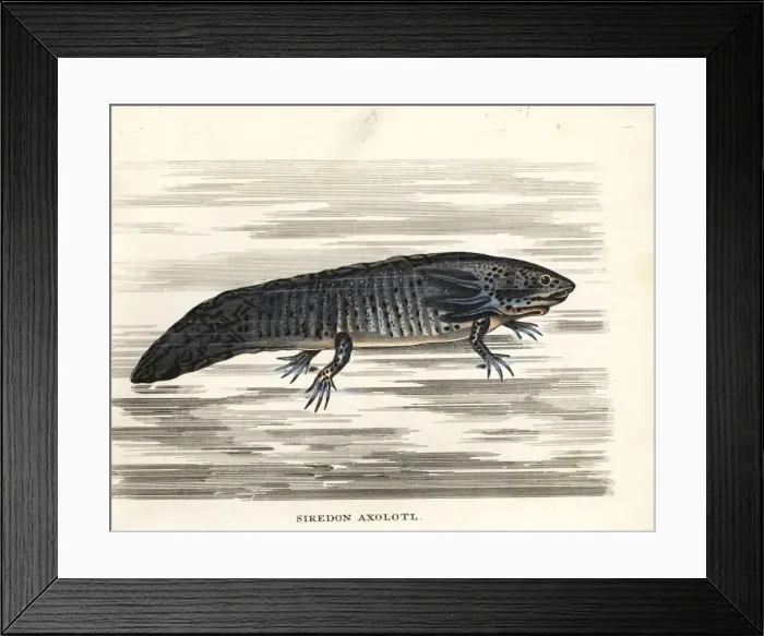 Framed Print : Axolotl, Ambystoma mexicanum. Critically endangered Framed Print : Axolotl, Ambystoma mexicanum. Critically endangered