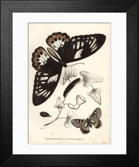 Framed Print : Common green birdwing and false apollo butterflies Framed Print : Common green birdwing and false apollo butterflies