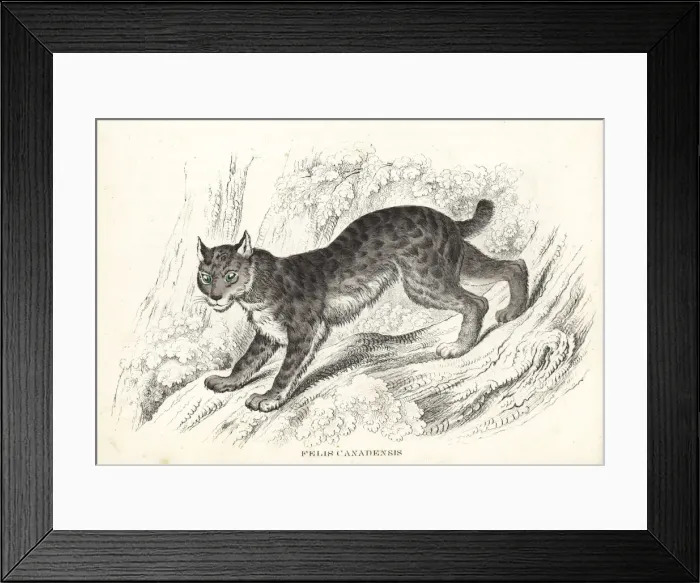Framed Print : Canada lynx, Lynx canadensis Framed Print : Canada lynx, Lynx canadensis