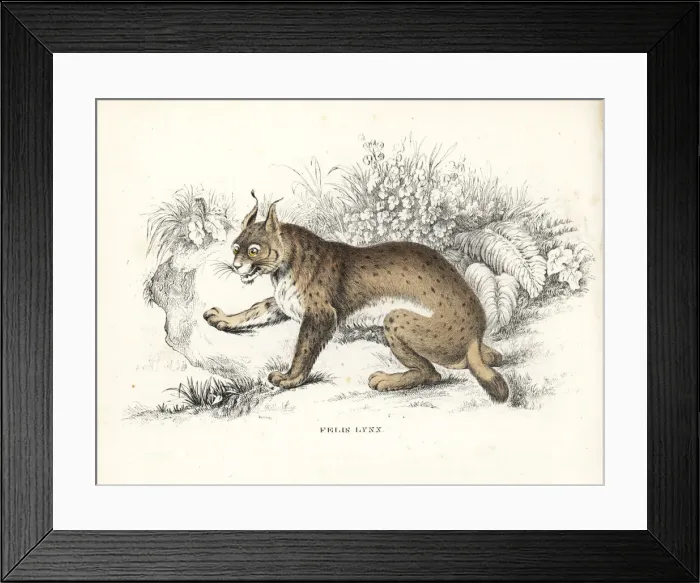 Framed Print : Eurasian lynx, Lynx lynx Framed Print : Eurasian lynx, Lynx lynx