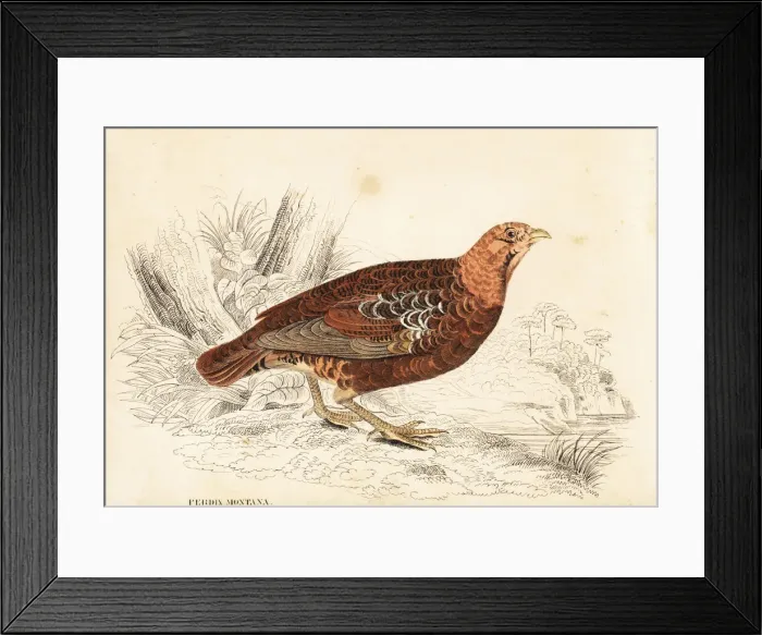 Framed Print : Grey partridge, Perdix perdix, mountain variety Framed Print : Grey partridge, Perdix perdix, mountain variety