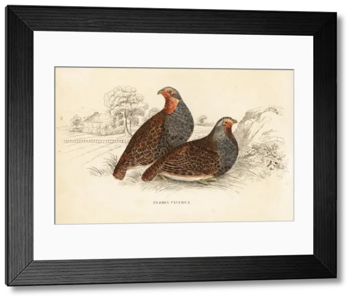 Framed Print : Grey partridge, Perdix perdix Framed Print : Grey partridge, Perdix perdix