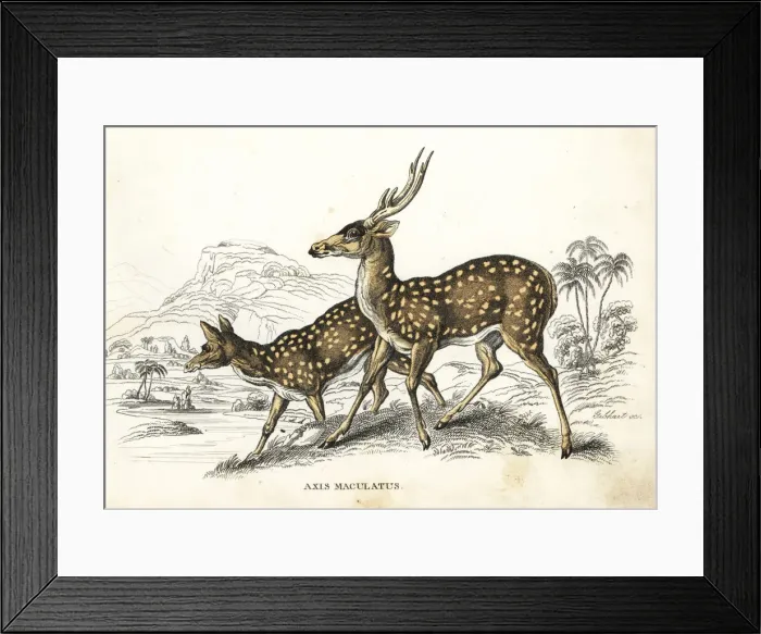 Framed Print : Chital or cheetal, Axis axis Framed Print : Chital or cheetal, Axis axis