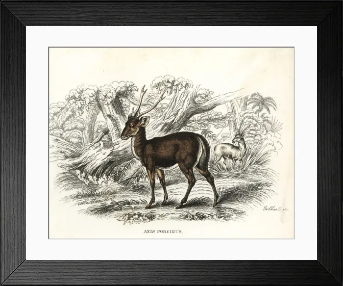 Framed Print : Hog deer, Axis porcinus, endangered Framed Print : Hog deer, Axis porcinus, endangered