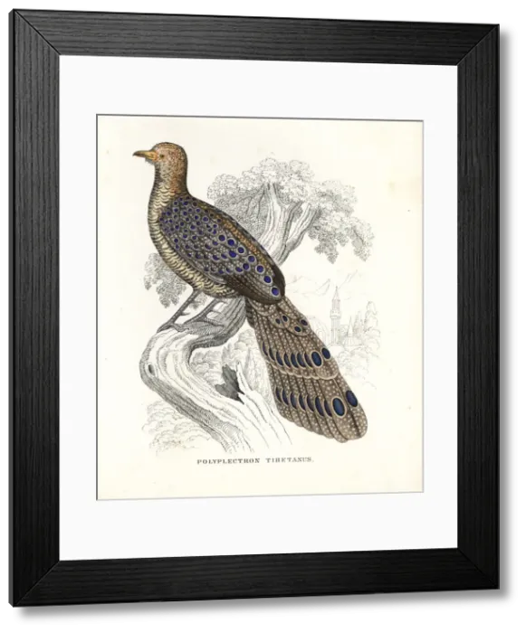 Framed Print : Grey peacock-pheasant, Polyplectron bicalcaratum Framed Print : Grey peacock-pheasant, Polyplectron bicalcaratum