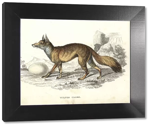 Cape fox with ostrich egg