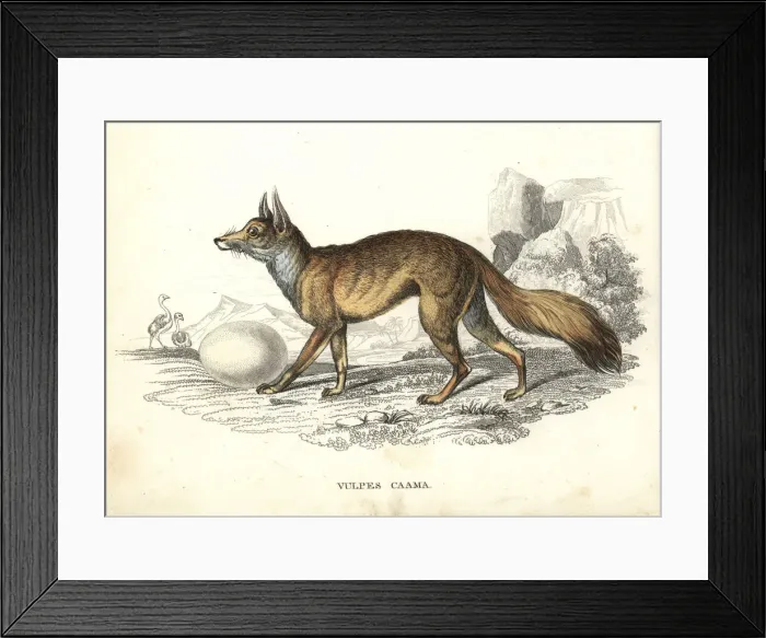 Framed Print : Cape fox with ostrich egg Framed Print : Cape fox with ostrich egg