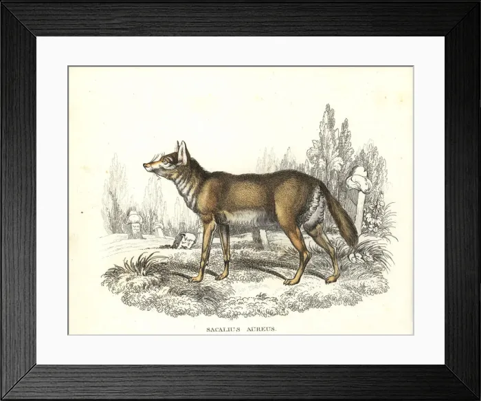 Framed Print : Common jackal in graveyard Framed Print : Common jackal in graveyard