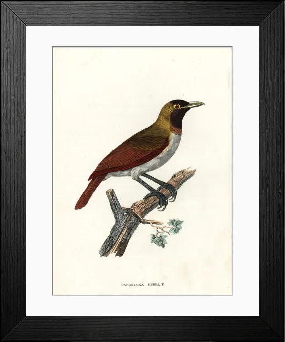 Framed Print : Female red bird-of-paradise, Paradisaea rubra Framed Print : Female red bird-of-paradise, Paradisaea rubra