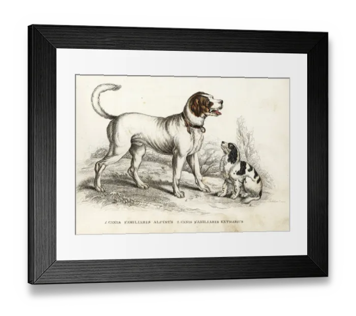Framed Print : St. Bernard and King Charles spaniel Framed Print : St. Bernard and King Charles spaniel