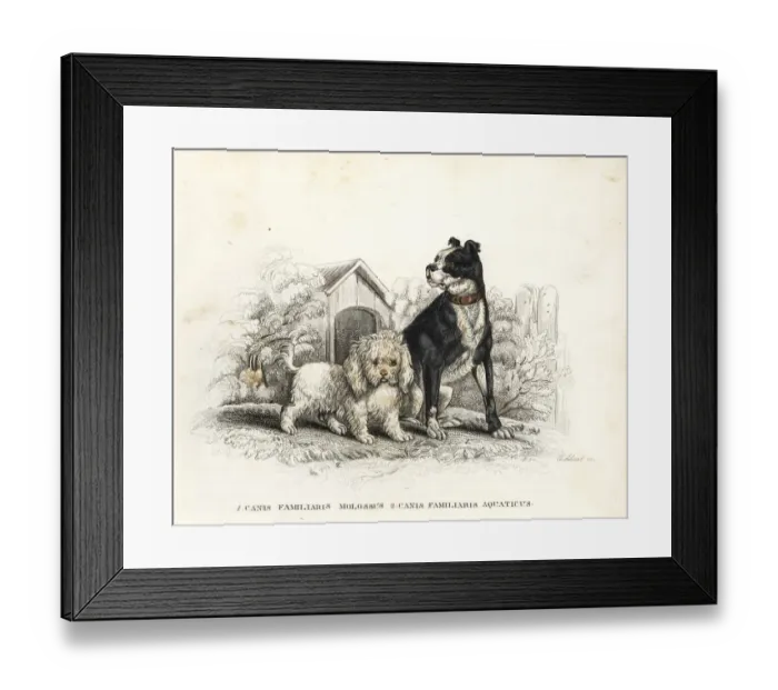 Framed Print : Bulldog and poodle Framed Print : Bulldog and poodle