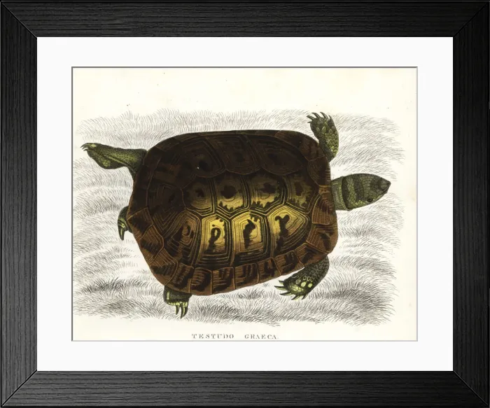 Framed Print : Spur-thighed tortoise, Testudo graeca. Vulnerable Framed Print : Spur-thighed tortoise, Testudo graeca. Vulnerable