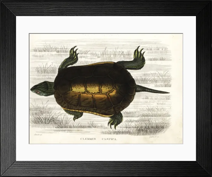 Framed Print : Caspian turtle or striped-neck terrapin, Mauremys caspica Framed Print : Caspian turtle or striped-neck terrapin, Mauremys caspica