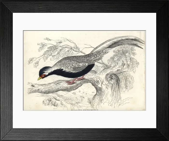 Framed Print : Silver pheasant, Lophura nycthemera Framed Print : Silver pheasant, Lophura nycthemera
