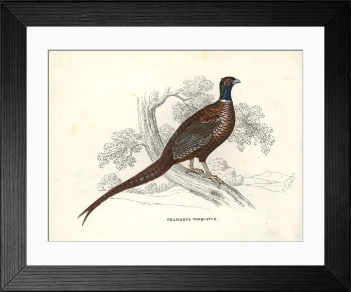 Framed Print : Common pheasant, Phasianus colchicus Framed Print : Common pheasant, Phasianus colchicus