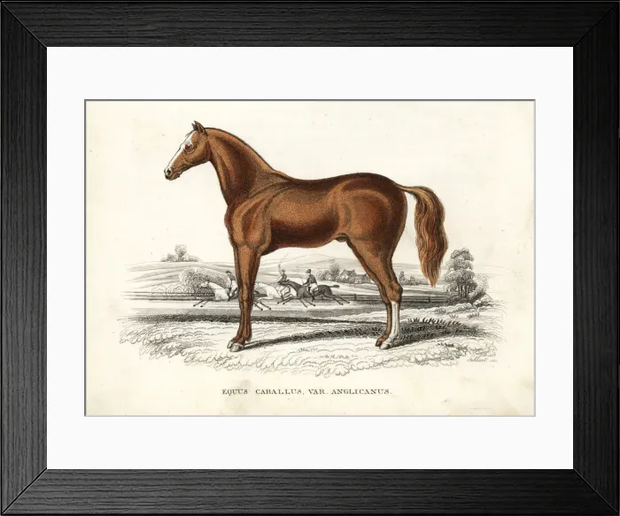 Framed Print : English thoroughbred horse, Equus caballus var. anglicanus Framed Print : English thoroughbred horse, Equus caballus var. anglicanus