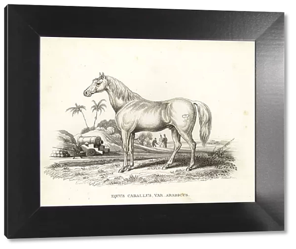 Arabian horse, Equus caballus var. arabicus