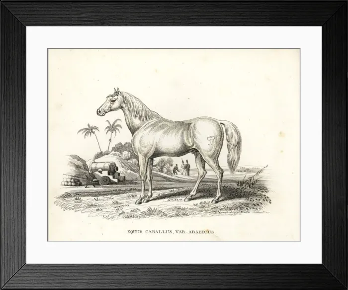 Framed Print : Arabian horse, Equus caballus var. arabicus Framed Print : Arabian horse, Equus caballus var. arabicus
