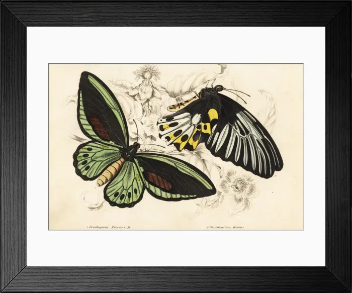 Framed Print : Common green birdwing and Rippons birdwing butterflies Framed Print : Common green birdwing and Rippons birdwing butterflies