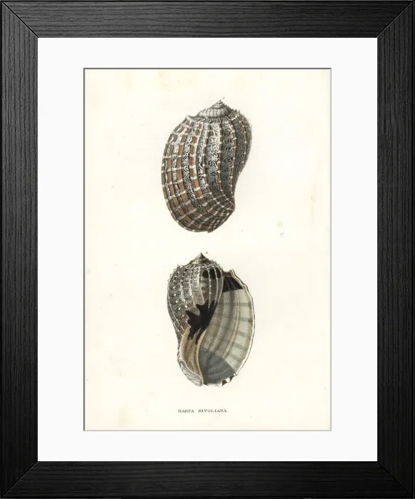 Framed Print : Harpa crenata shell Framed Print : Harpa crenata shell