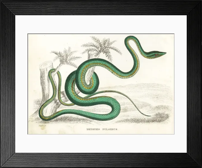 Framed Print : Green vine snake or flatbread snake, Oxybelis fulgidus Framed Print : Green vine snake or flatbread snake, Oxybelis fulgidus