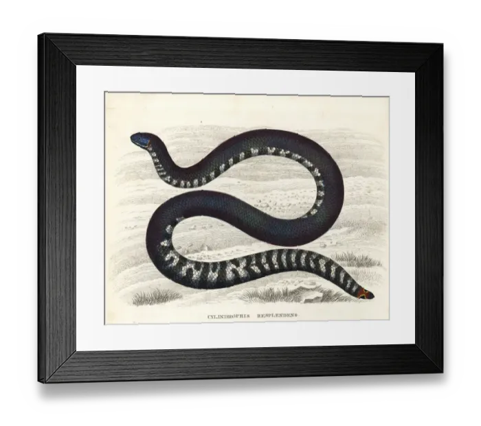 Framed Print : Red-tailed pipe snake, Cylindrophis ruffus Framed Print : Red-tailed pipe snake, Cylindrophis ruffus