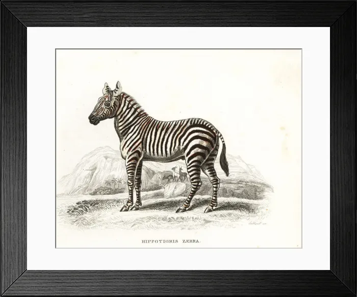 Framed Print : Plains zebra, Equus quagga Framed Print : Plains zebra, Equus quagga