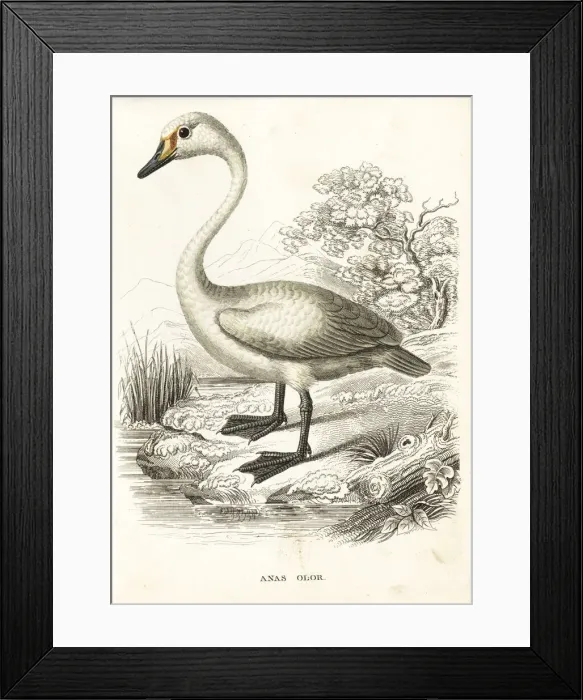 Framed Print : Mute swan, Cygnus olor Framed Print : Mute swan, Cygnus olor