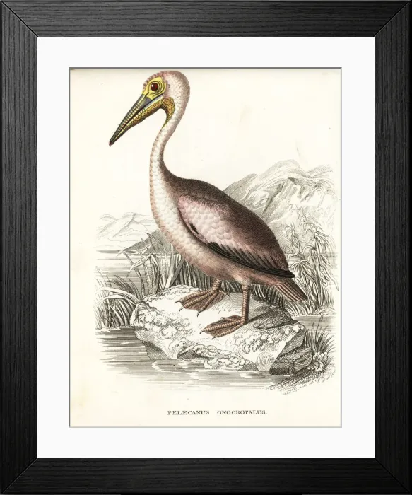 Framed Print : Great white pelican, Pelecanus onocrotalus Framed Print : Great white pelican, Pelecanus onocrotalus
