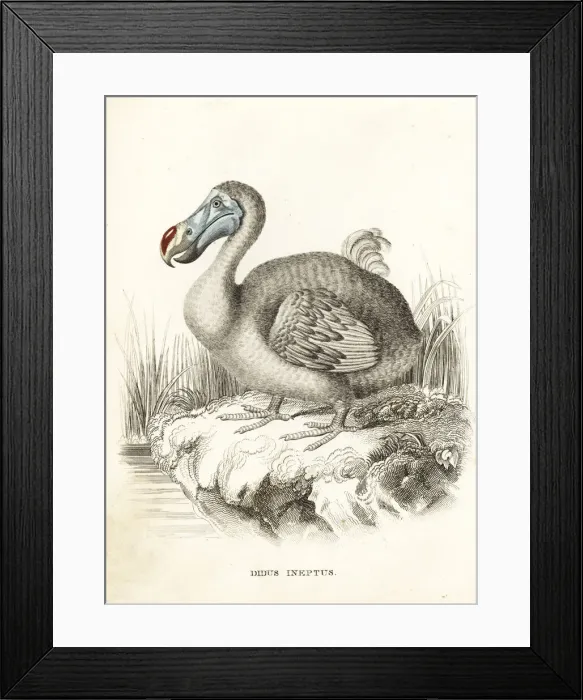 Framed Print : Dodo, Raphus cucullatus, extinct flightless bird Framed Print : Dodo, Raphus cucullatus, extinct flightless bird