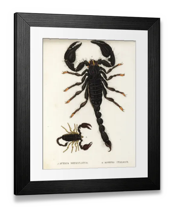 Framed Print : Asian blue forest scorpion and Italian scorpion Framed Print : Asian blue forest scorpion and Italian scorpion