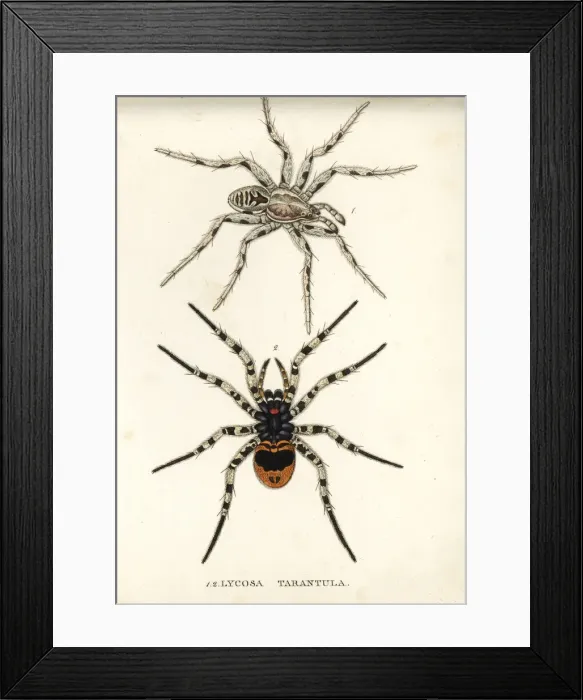 Framed Print : Tarantula wolf spider, Lycosa tarantula Framed Print : Tarantula wolf spider, Lycosa tarantula