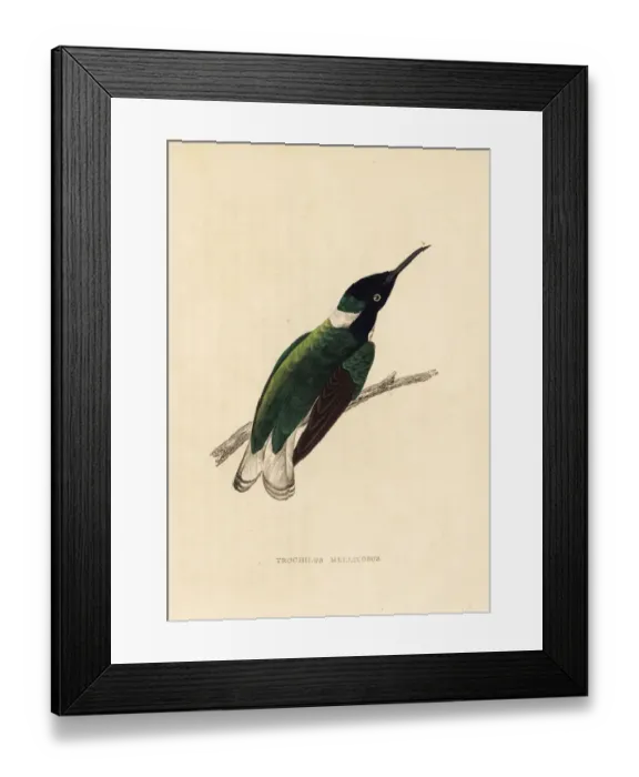 Framed Print : White-necked Jacobin hummingbird, Florisuga mellivora Framed Print : White-necked Jacobin hummingbird, Florisuga mellivora