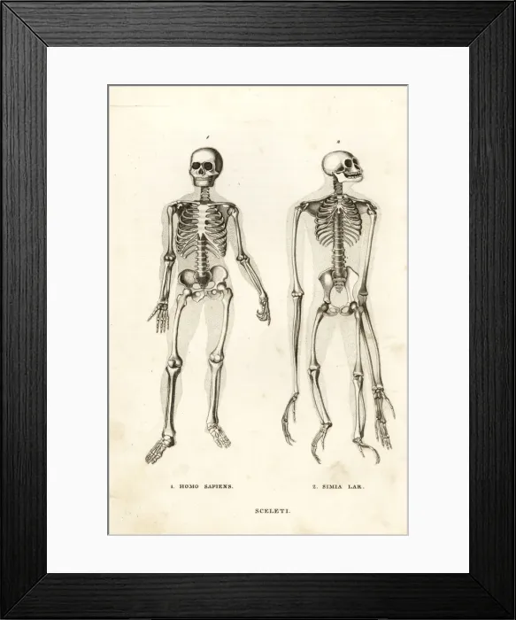 Framed Print : Skeletons of man and ape Framed Print : Skeletons of man and ape