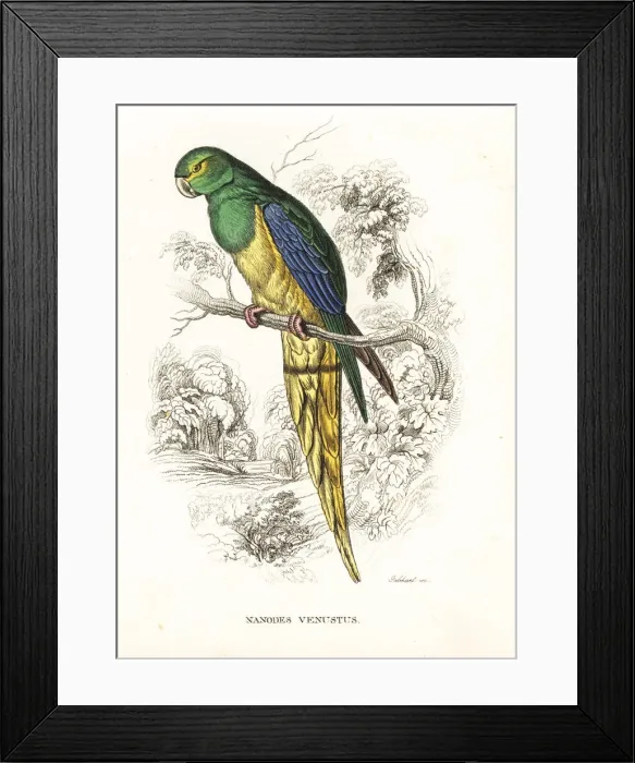 Framed Print : Blue-winged parrot, Neophema chrysostoma Framed Print : Blue-winged parrot, Neophema chrysostoma