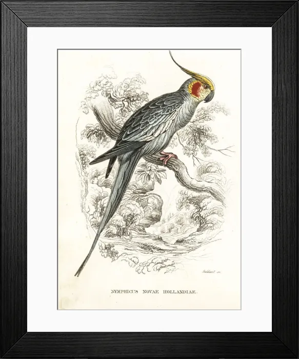 Framed Print : Cockatiel, Nymphicus hollandicus Framed Print : Cockatiel, Nymphicus hollandicus