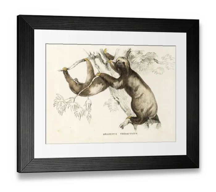 Framed Print : Pale-throated sloth, Bradypus tridactylus Framed Print : Pale-throated sloth, Bradypus tridactylus
