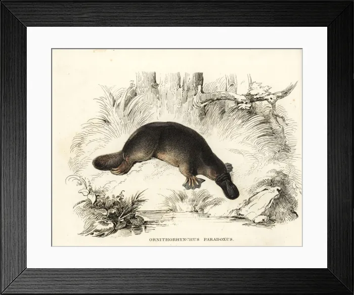 Framed Print : Duck-billed platypus, Ornithorhynchus anatinus Framed Print : Duck-billed platypus, Ornithorhynchus anatinus