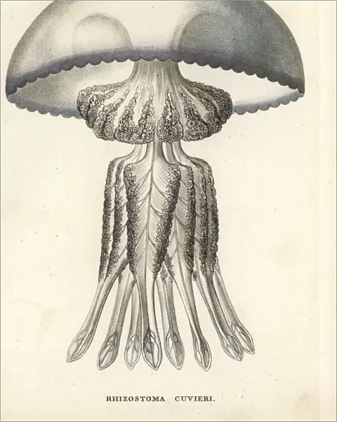 Barrel jellyfish, Rhizostoma cuvieri