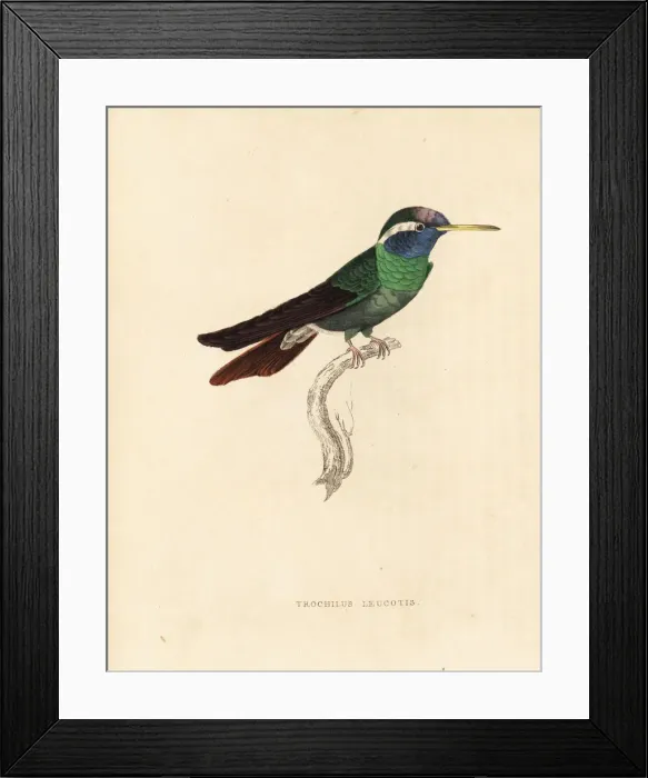 Framed Print : White-eared hummingbird, Hylocharis leucotis Framed Print : White-eared hummingbird, Hylocharis leucotis