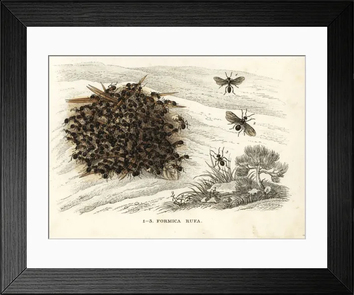 Framed Print : Red wood ant or southern wood ant, Formica rufa Framed Print : Red wood ant or southern wood ant, Formica rufa