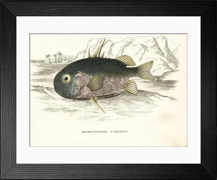 Framed Print : Pinecone fish, Monocentris japonica Framed Print : Pinecone fish, Monocentris japonica