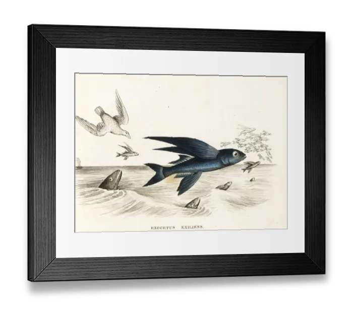 Framed Print : Bandwing flyingfish, Cheilopogon exsiliens Framed Print : Bandwing flyingfish, Cheilopogon exsiliens