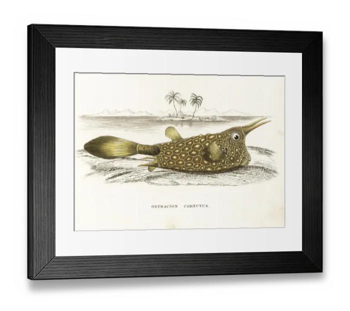Framed Print : Longhorn cowfish, Lactoria cornuta Framed Print : Longhorn cowfish, Lactoria cornuta