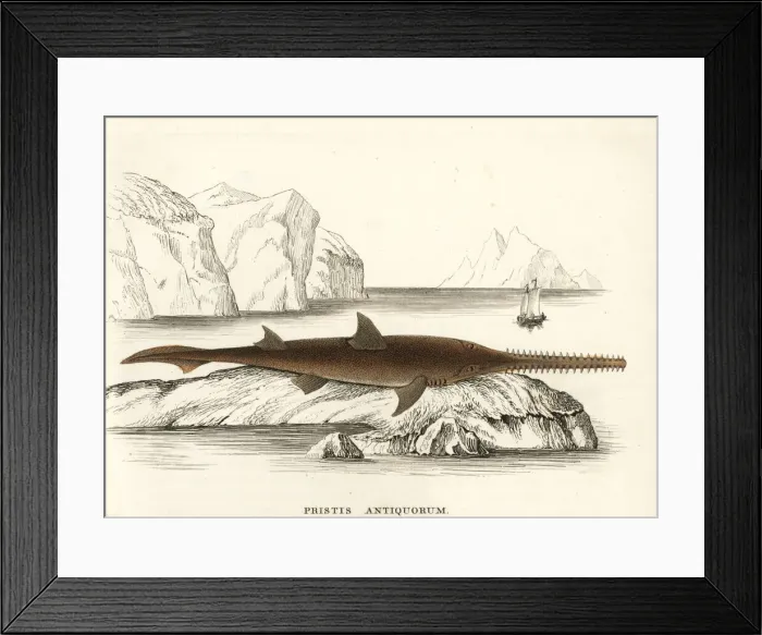 Framed Print : Common sawfish, Pristis pristis Framed Print : Common sawfish, Pristis pristis