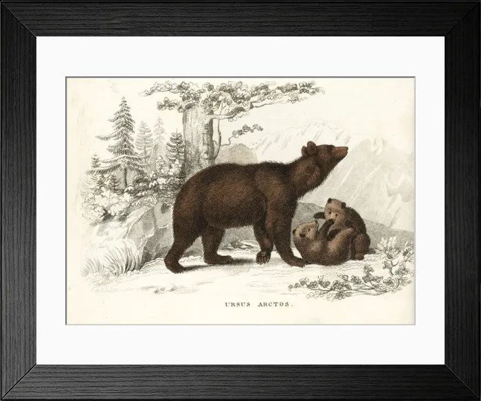 Framed Print : Brown bear and cubs, Ursus arctos Framed Print : Brown bear and cubs, Ursus arctos