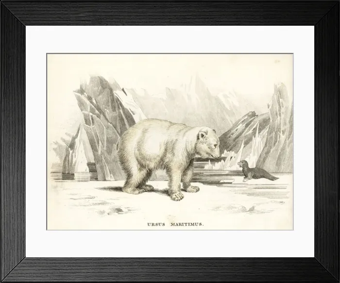 Framed Print : Polar bear, Ursus maritimus Framed Print : Polar bear, Ursus maritimus