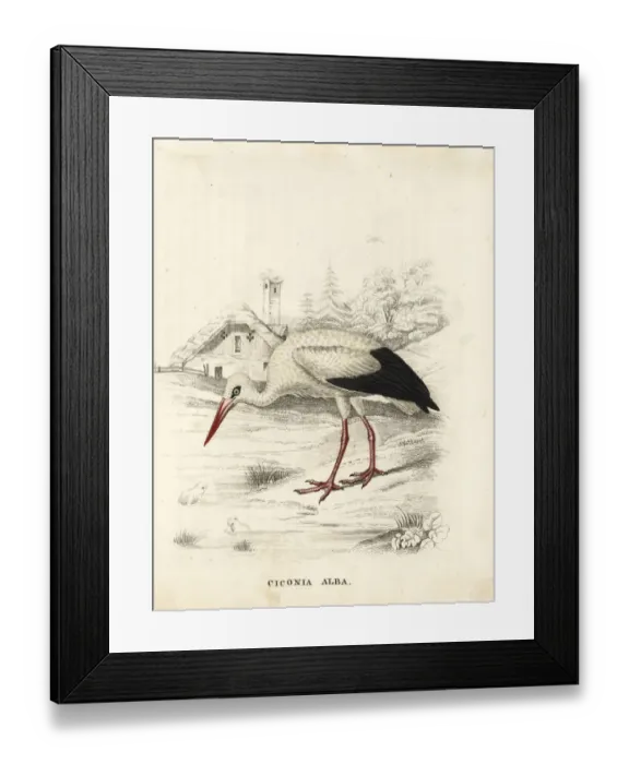 Framed Print : White stork, Ciconia ciconia Framed Print : White stork, Ciconia ciconia