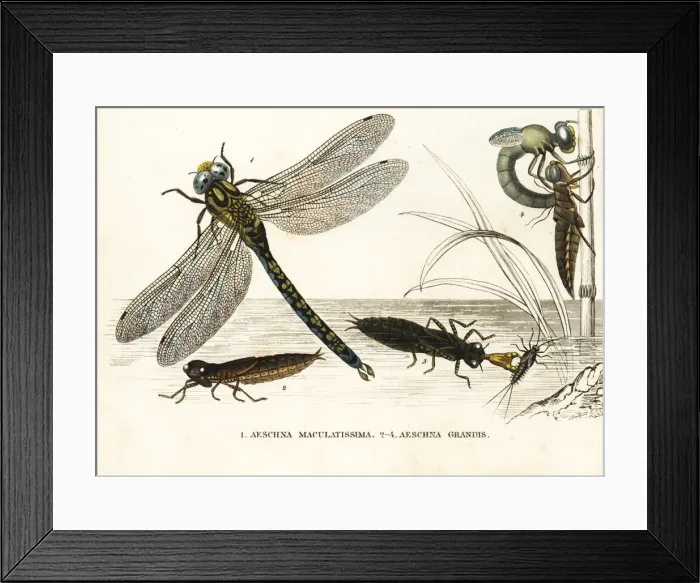 Framed Print : Southern hawker and brown hawker dragonflies