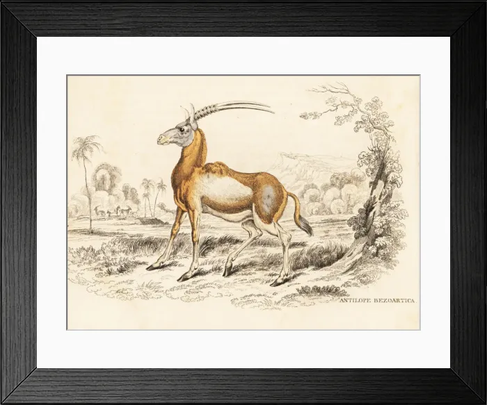 Framed Print : Scimitar oryx, Oryx dammah Framed Print : Scimitar oryx, Oryx dammah